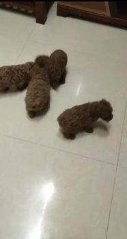 天涯爆料泰迪视频在线,泰迪视频在线引发热议，网友热议背后真相揭秘